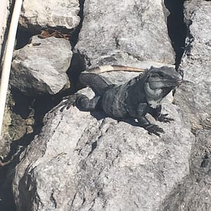 Iguana, Mexico